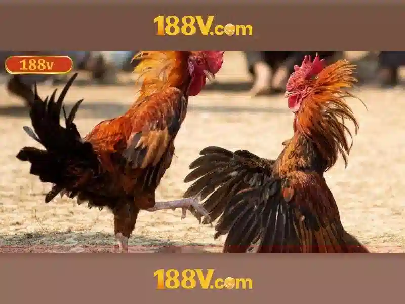 188v papagaiofllores.ru.com: Định hình thương hiệu số và trải nghiệm khách hàng Go88